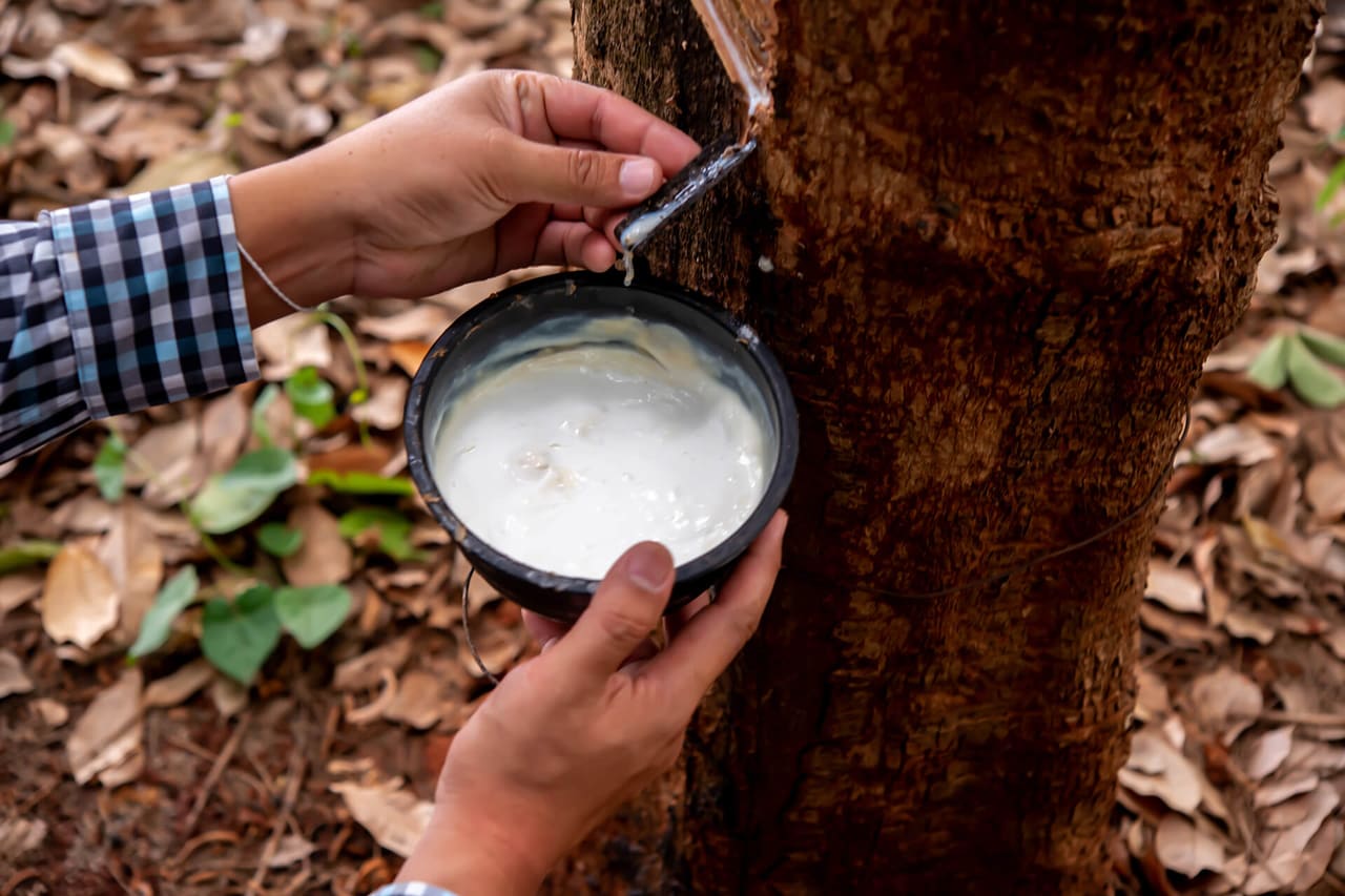 Natural latex harvesting from rubber tree
