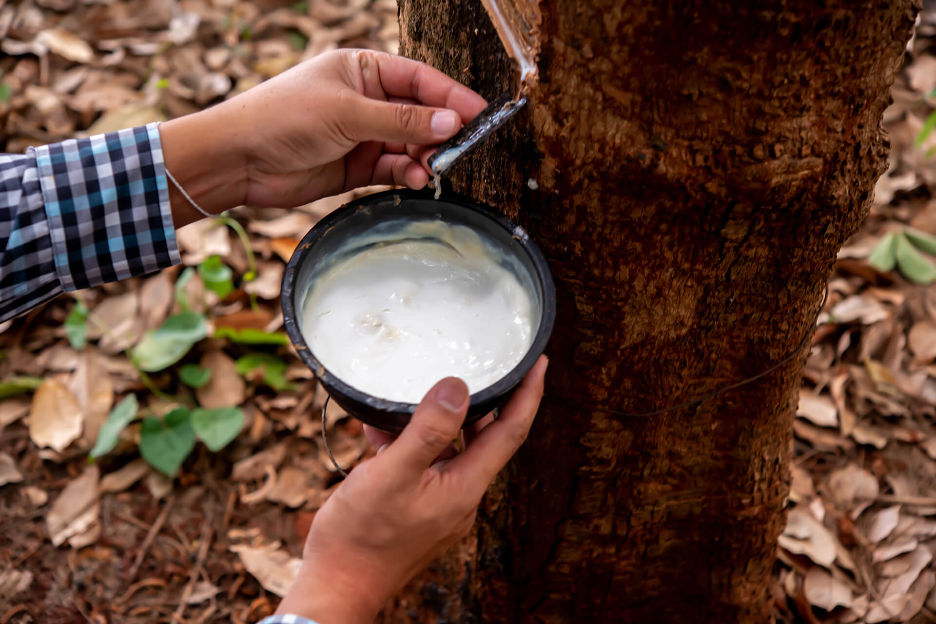 Natural latex harvesting from rubber tree