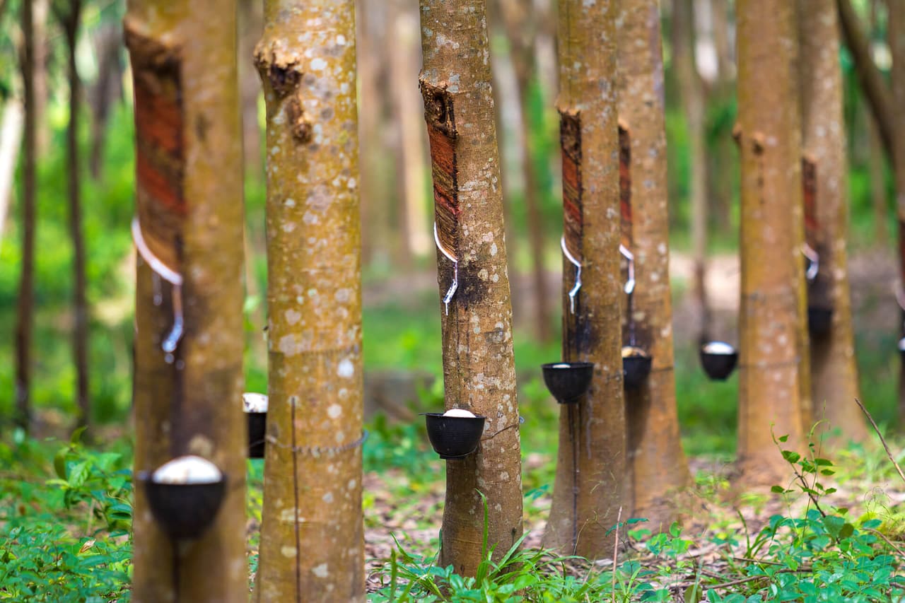 Rubber tree plantation - sustainable natural rubber sourcing